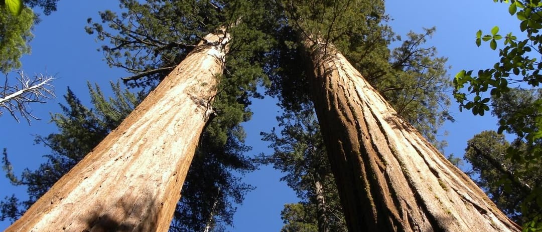 North Grove Giant Sequoia Trail & Big Stump - a 2h 40m family road trip from Dublin, CA