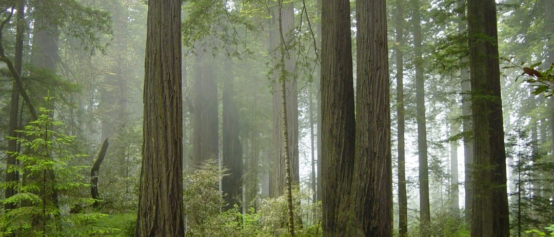 Ancient Giant Redwoods & Prehistoric Fern Canyon - a 7h 55m family road trip from Dublin, CA
