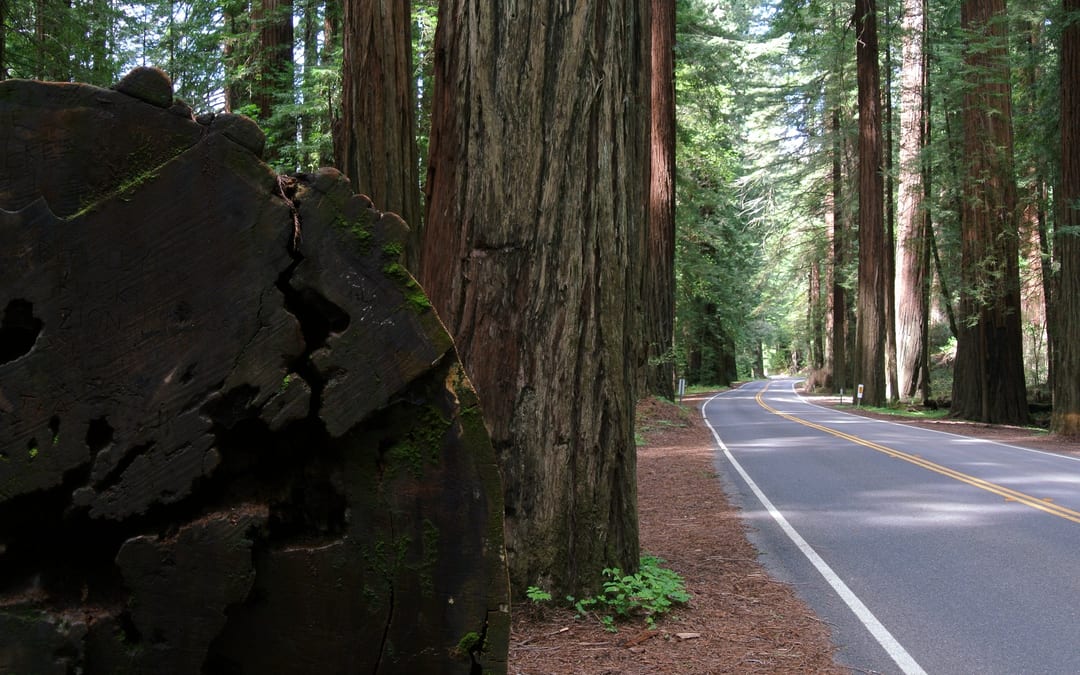 Avenue of the Giants Ancient Redwood Canopy - family day trip 5h 04m from Dublin, CA