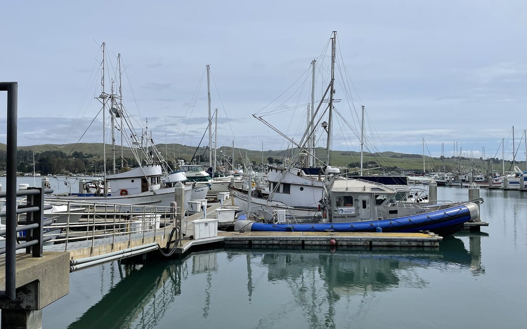 Bodega Harbor Fishing Boats & Coastal Headlands - family day trip 2h 01m from Dublin, CA