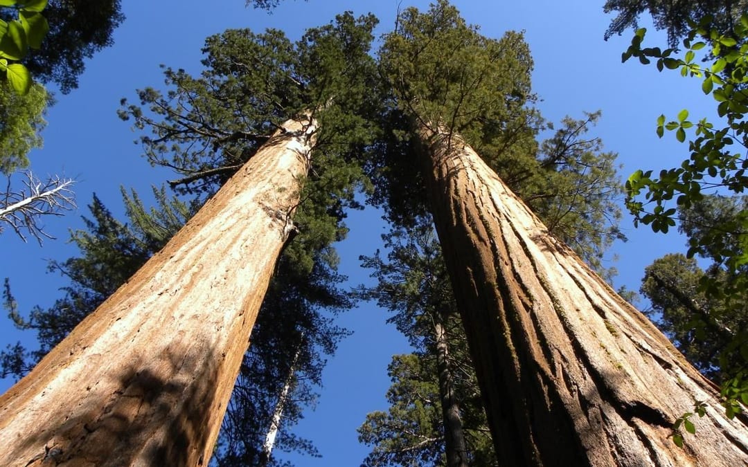 North Grove Giant Sequoia Trail & Big Stump - family day trip 2h 40m from Dublin, CA