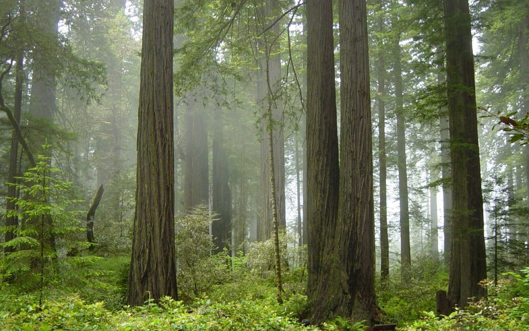 Ancient Giant Redwoods & Prehistoric Fern Canyon - family day trip 7h 55m from Dublin, CA