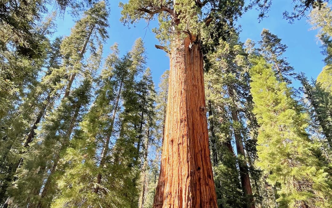 General Sherman Giant Sequoia Tree - family day trip 5h 04m from Dublin, CA