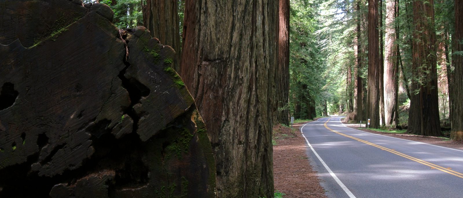 Avenue of the Giants Ancient Redwood Canopy - a 5h 04m family road trip from Dublin, CA