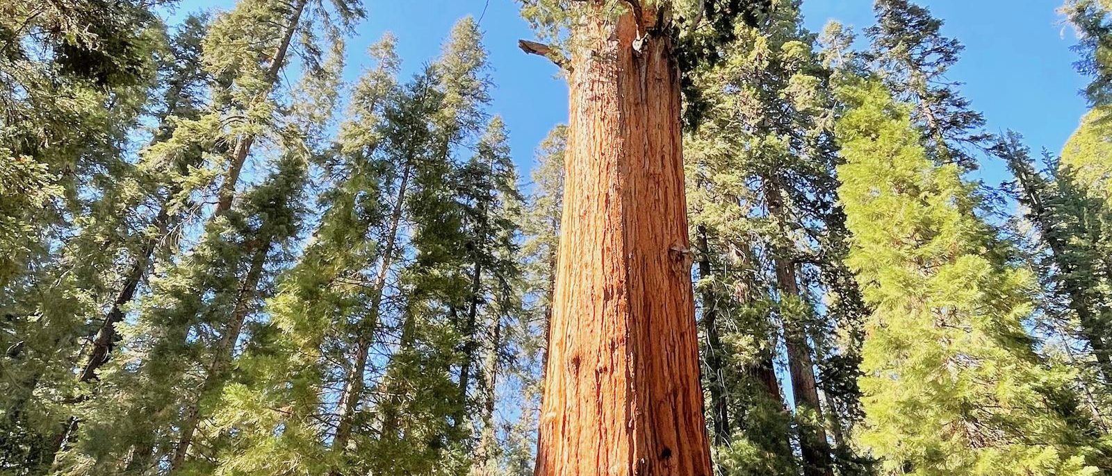 General Sherman Giant Sequoia Tree - a 5h 04m family road trip from Dublin, CA